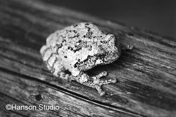 Treefrog - Black and White